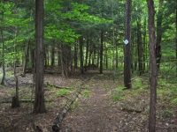 A view along one of the trails.