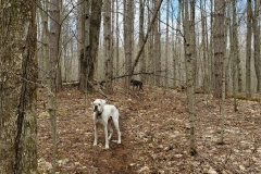 Dogs enjoying new trail section (Blue Trail)