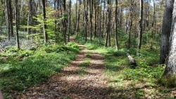 View of one of the trails